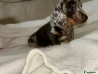 Miniature Dachshund dogs Kc reg miniature dachshund puppies - Advert 18
