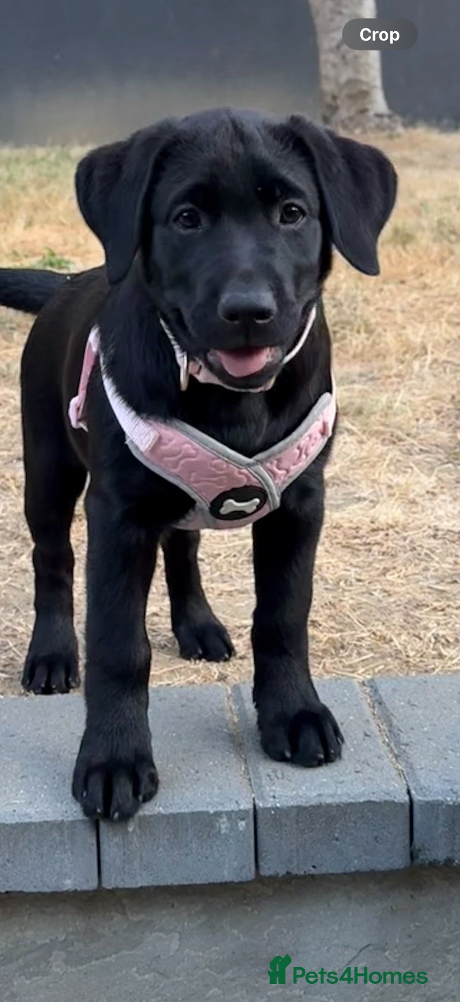 Labrador Retriever dogs Ready Now - Gorgeous Black Labrador Puppies  - Advert 2