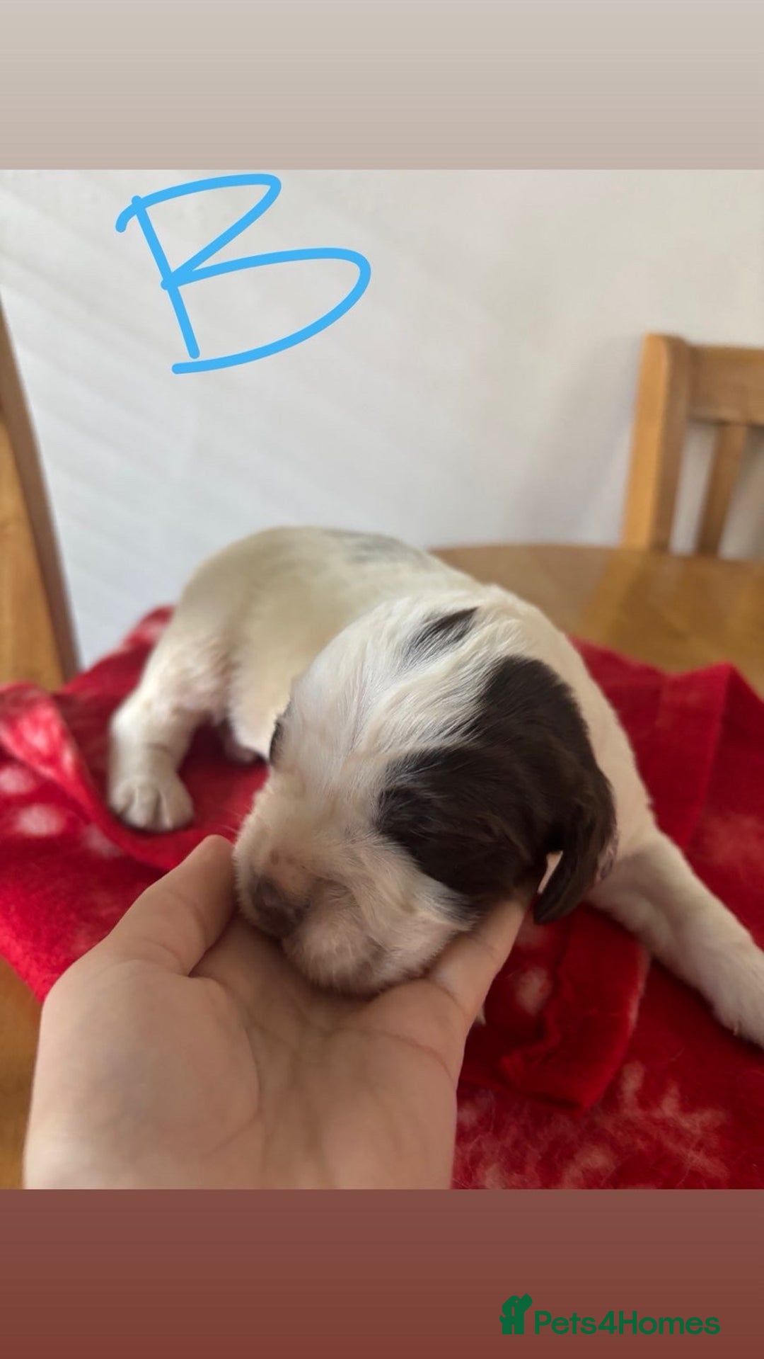English Springer Spaniel dogs for sale: Springer pups  - Advert 3