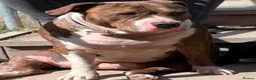 American Bull Staffy dogs for sale: Amstaff X pups  - Advert 3