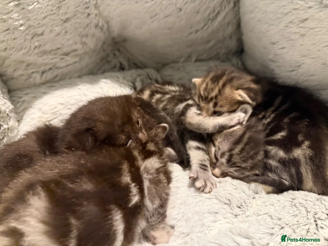 Mixed Breed cats for sale: Maine coon cross kittens  - Advert 9