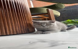 British Shorthair cats for sale: ‼️REDUCED Pure Pedigree BSH Kitten🥇Champ blood - Image 14