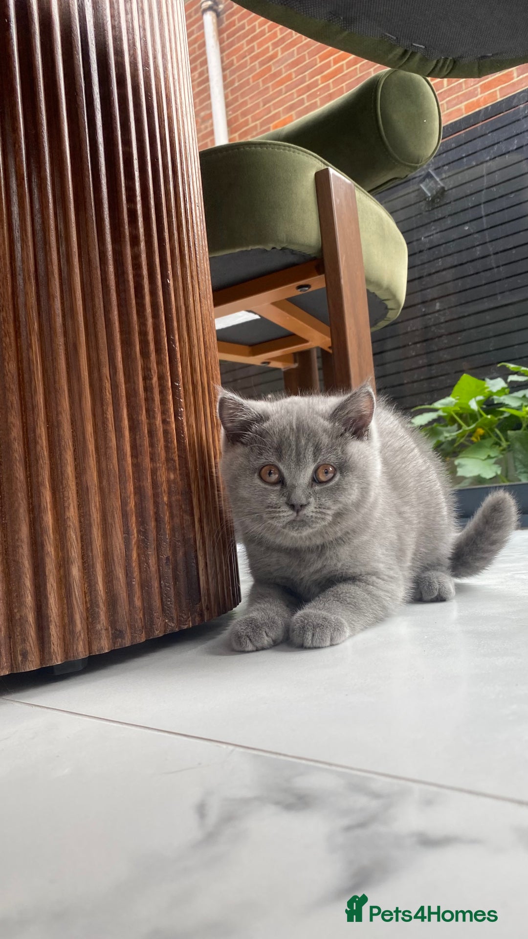 British Shorthair cats for sale: ‼️REDUCED Pure Pedigree BSH Kitten🥇Champ blood - Image 14