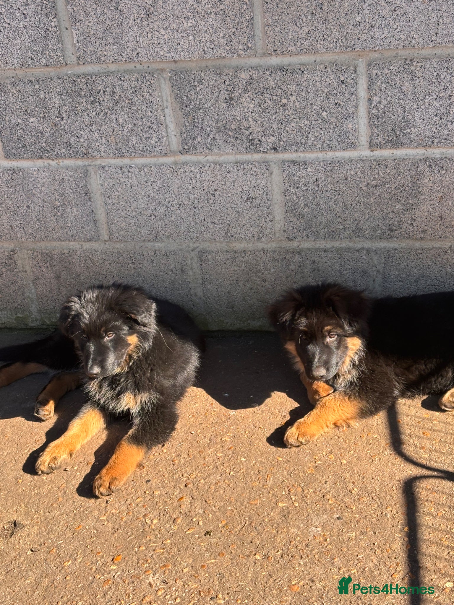 German Shepherd dogs Stunning long haired German Shepards  - Advert 14