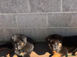 German Shepherd dogs Stunning long haired German Shepards - Advert 14