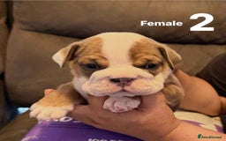 English Bulldog dogs for sale: English Bulldog Puppies – Top Quality Bloodlines - Image 4