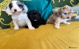 Cockapoo dogs for sale: F1 miniture cocapoos - Image 6