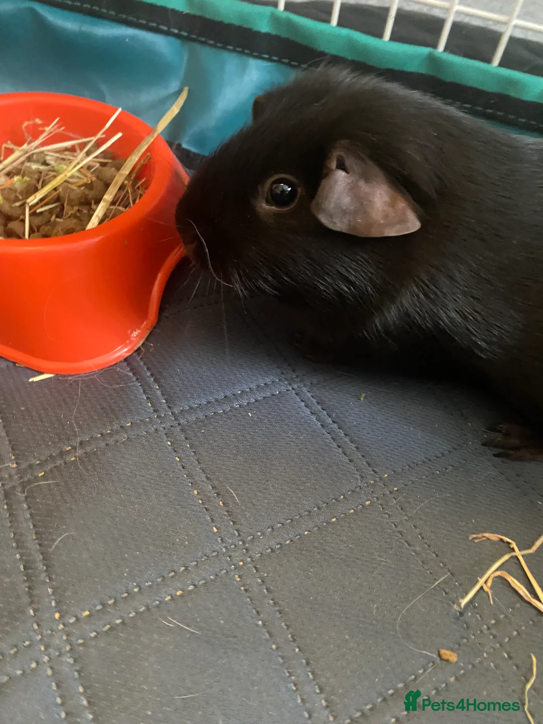 Mixed Breed rodents for sale: Trio of female Guinea pigs  - Advert 4