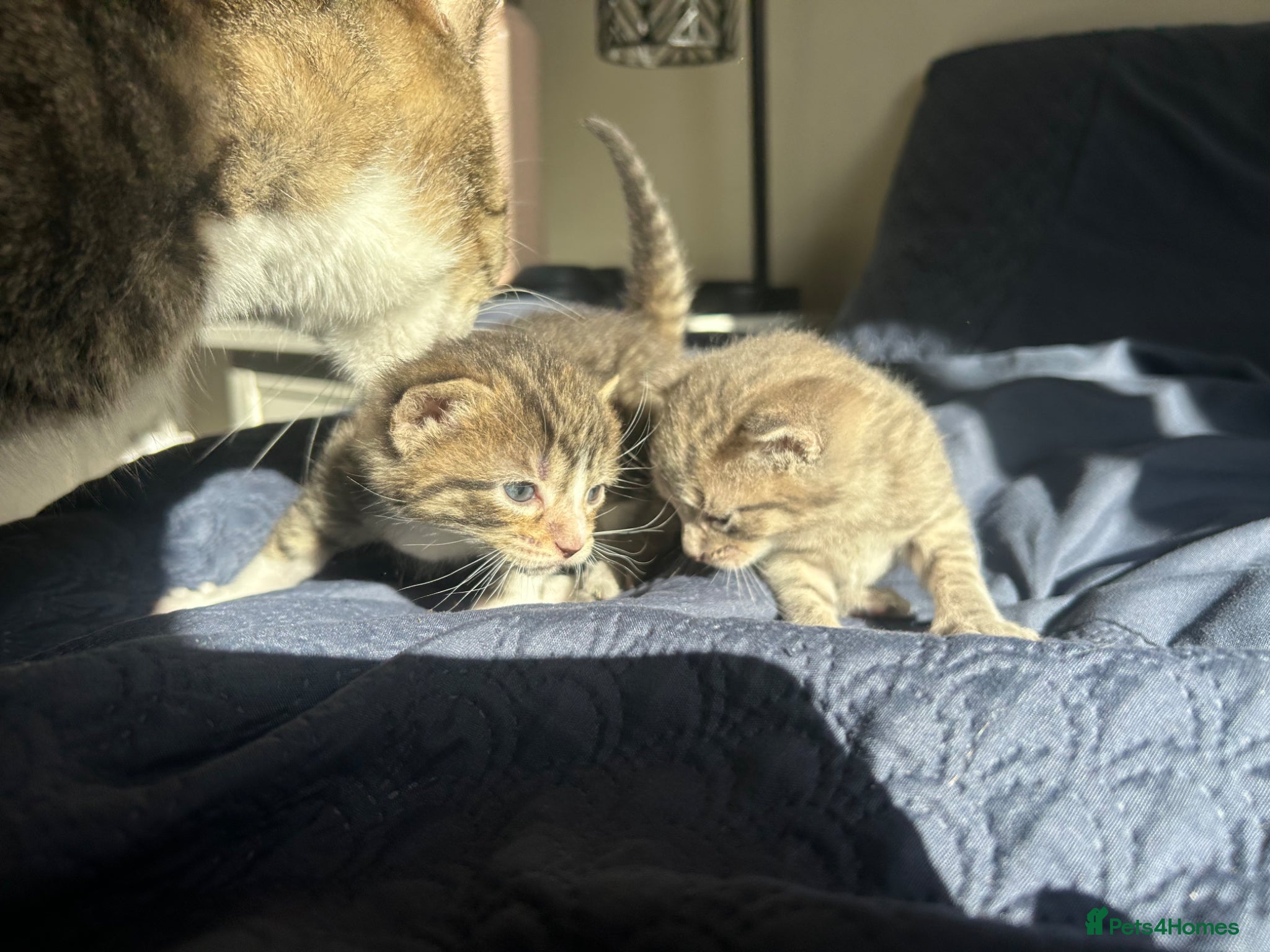 Mixed Breed cats for sale: 4 bengal X kittens in Brixham - Advert 3