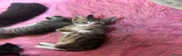 Mixed Breed cats for sale: Female tabby kitten  in Nottingham - Advert 1