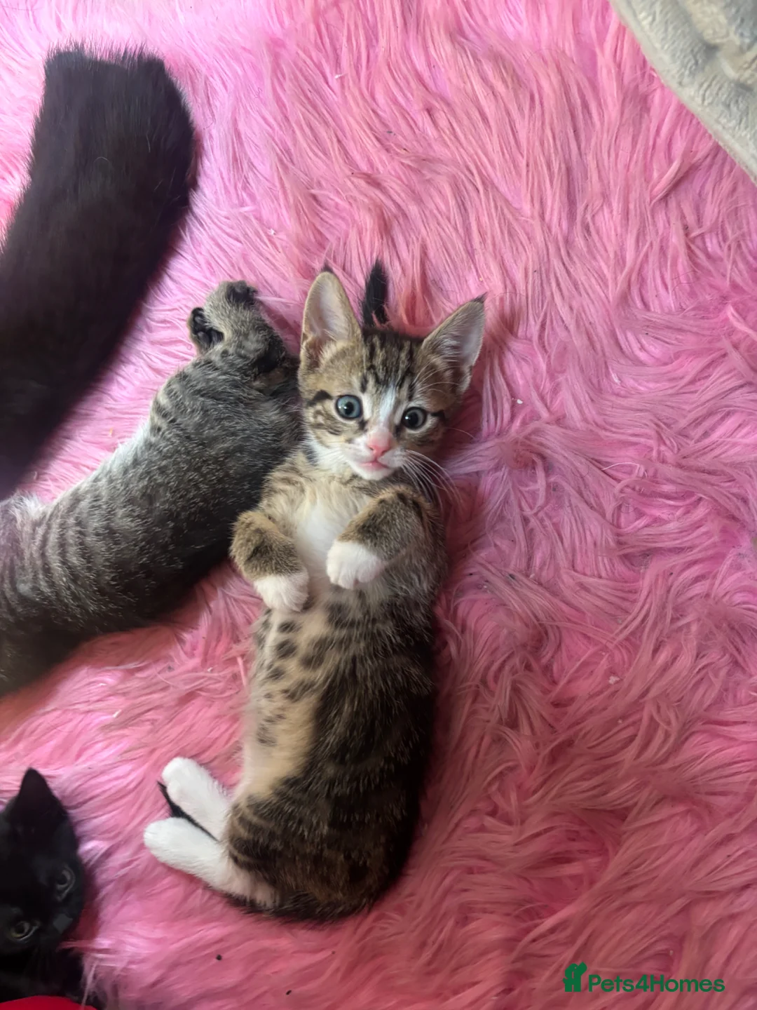 Mixed Breed cats for sale: Female tabby kitten  in Nottingham - Advert 1