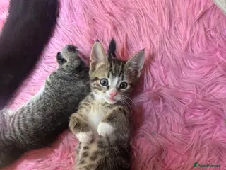 Mixed Breed cats Female tabby kitten - Advert 5