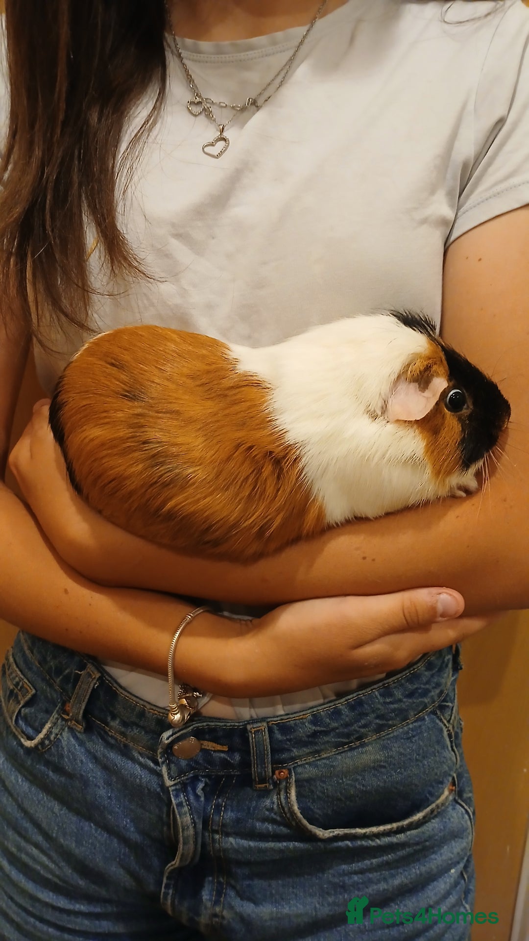 Guinea Pig rodents for sale: Male Guinea pig free to good home  - Image 2