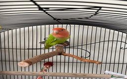 Lovebirds birds for sale: Love bird  - Image 1