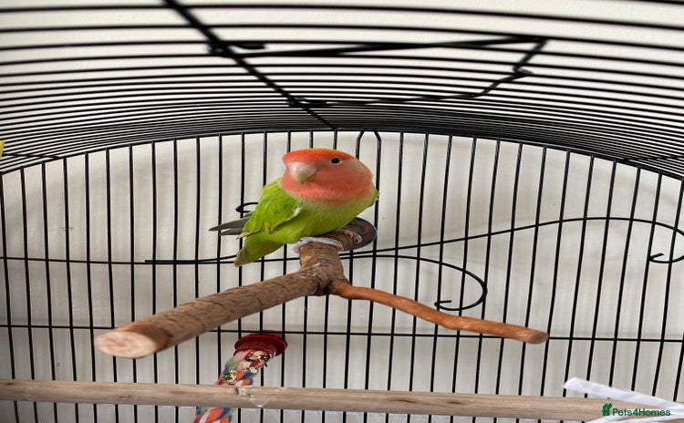 Lovebirds birds - Advert 1