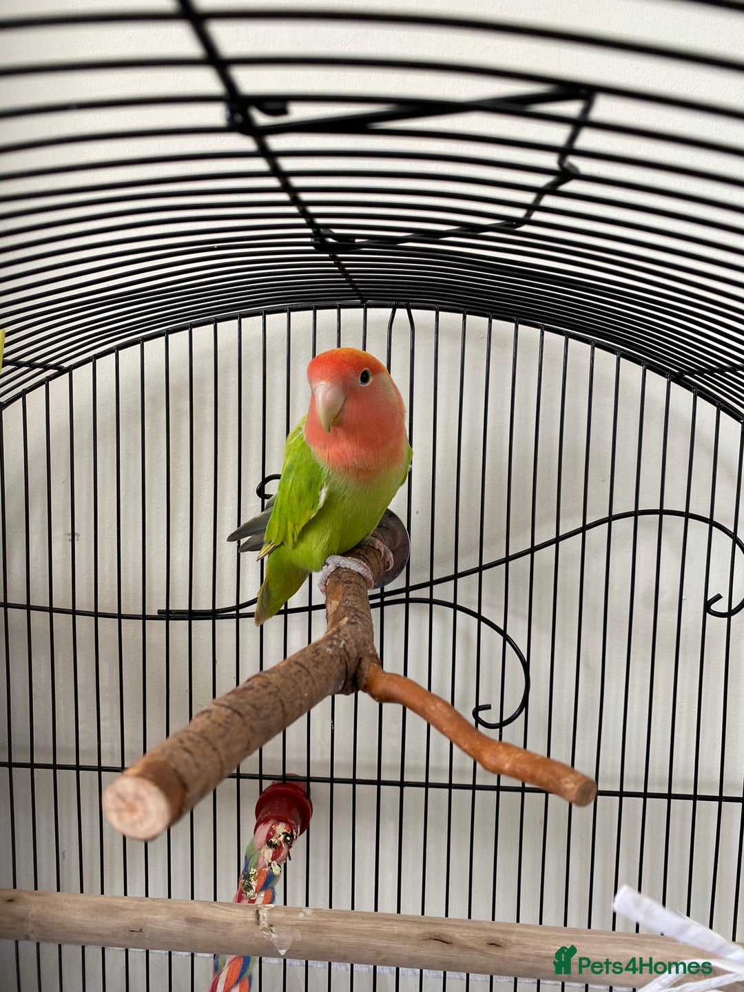 Lovebirds birds for sale: Love bird  - Image 1