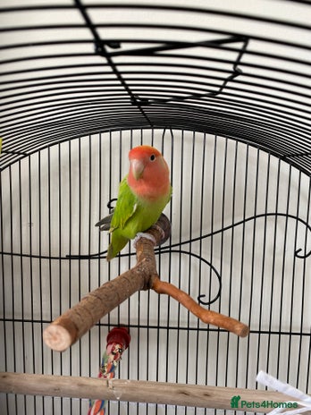 Lovebirds birds - Advert 2