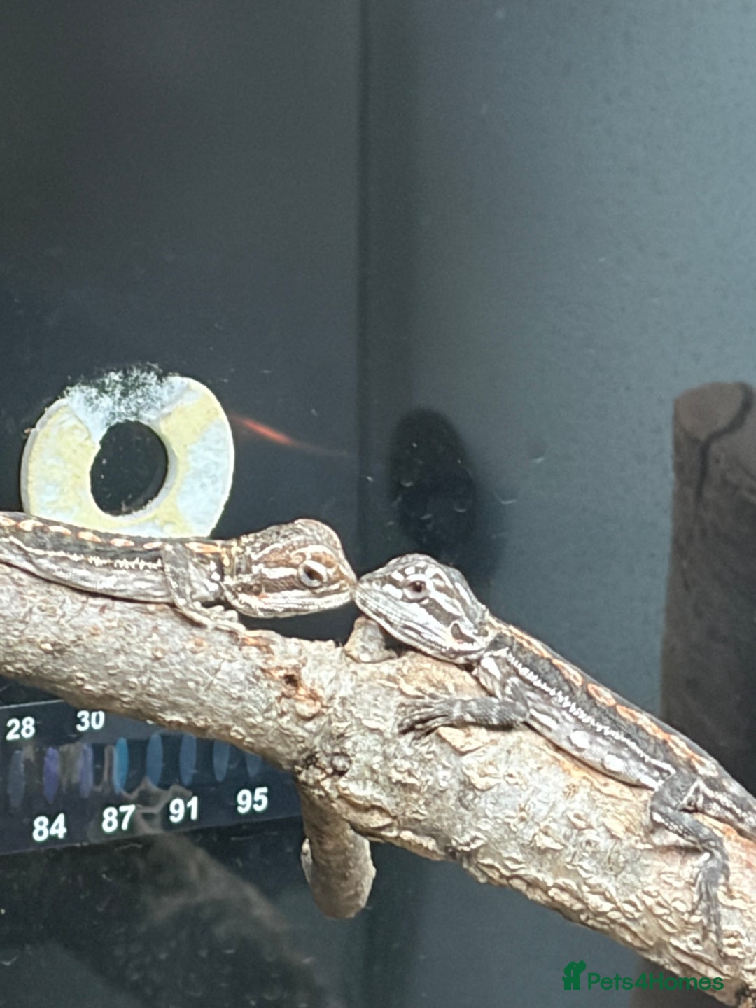 Mixed Breed reptiles for sale: Beardies and snake  - Advert 1