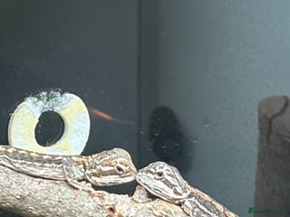 Mixed Breed reptiles Beardies and snake - Advert 3