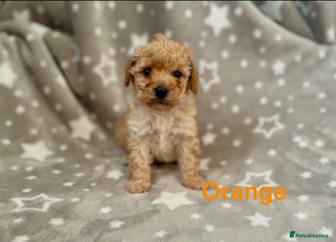 Schnoodle dogs Beautiful Schnoodle Pups - Advert 2
