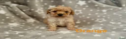 Schnoodle dogs for sale: Beautiful Schnoodle Pups - Advert 2