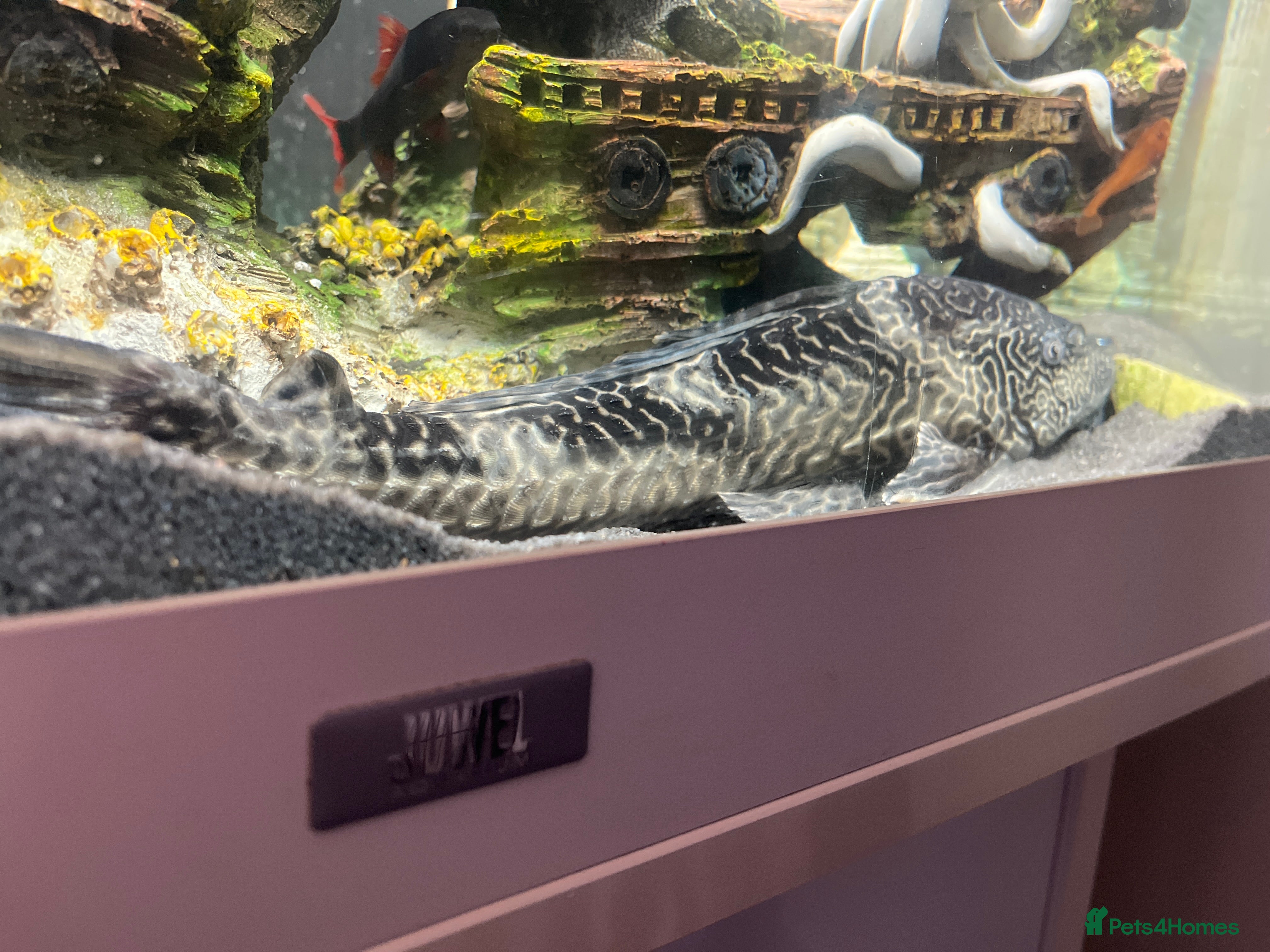 Plecos fish Pelco  - Advert 1