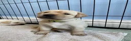 Labrador Retriever dogs for sale: KC Registered Yellow Labrador Puppies - Advert 9