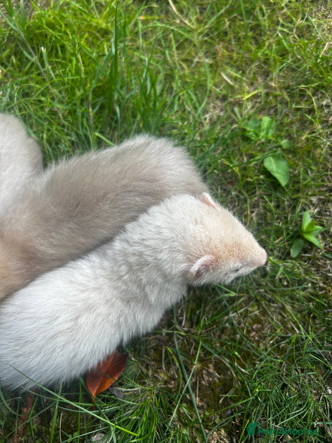 Ferret rodents for sale: Baby Ferrets - Image 2