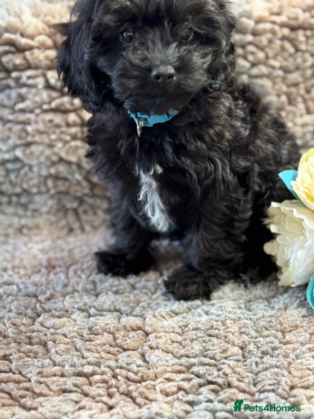 Cavapoo dogs for sale: Beautiful Cavapoo puppies - Advert 1