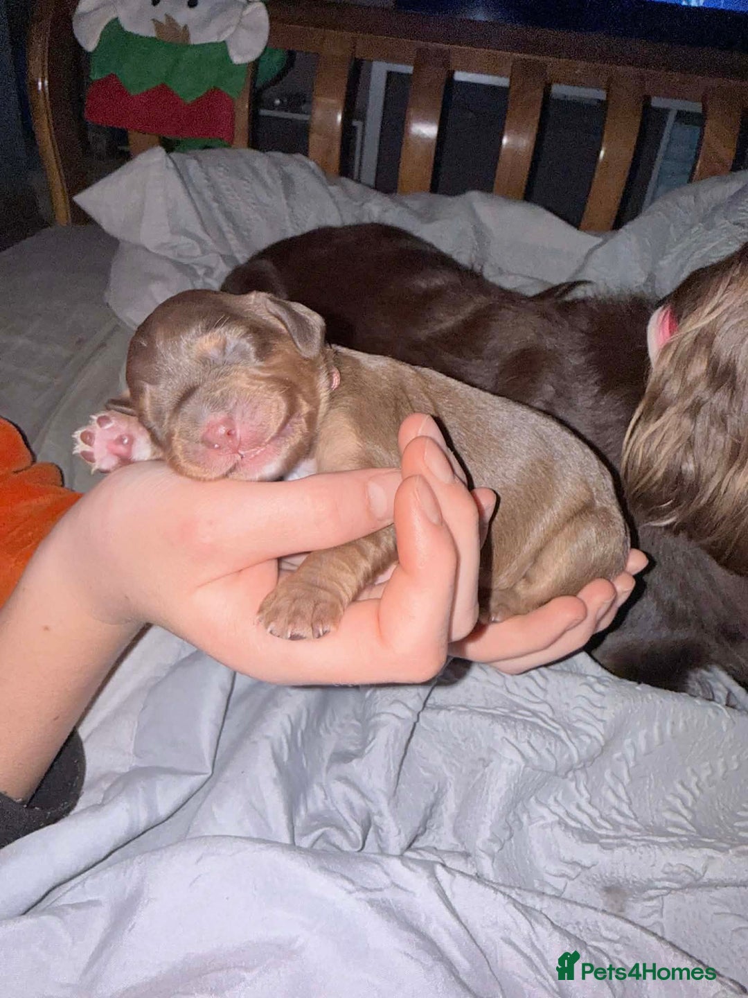 Sprocker dogs for sale: Sprocker Puppies for Sale, Mother Pure Bred Cocker - Advert 17