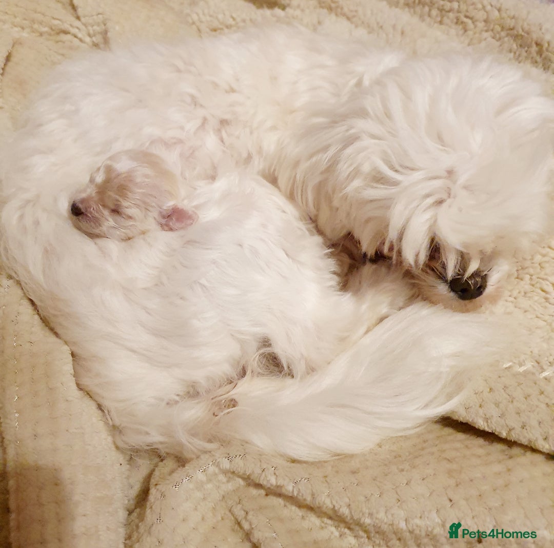 Maltipoo dogs for sale: 🌟💛🌟Precious Biscuit Princess 🌟💛🌟  - Advert 14