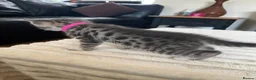 Bengal cats for sale: Bengal cross kittens in Frodsham - Advert 19