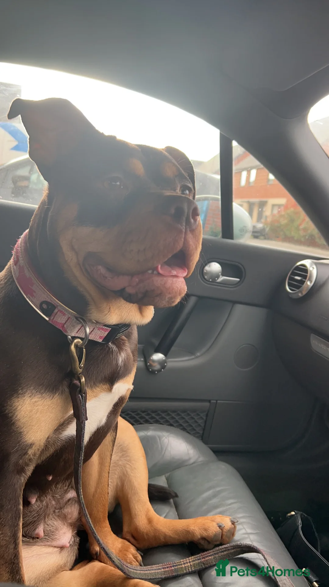 Mixed Breed dogs for sale: Bonnie 4 yr old olde English bulldog - Advert 1