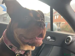 Mixed Breed dogs Bonnie 4 yr old olde English bulldog - Advert 2