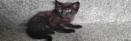 Mixed Breed cats for sale: cute kittens are looking for their new home in Gateshead - Advert 12