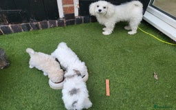 Bichon Frise dogs for sale: 4 beautiful puppies ready for loving homes - Advert 5
