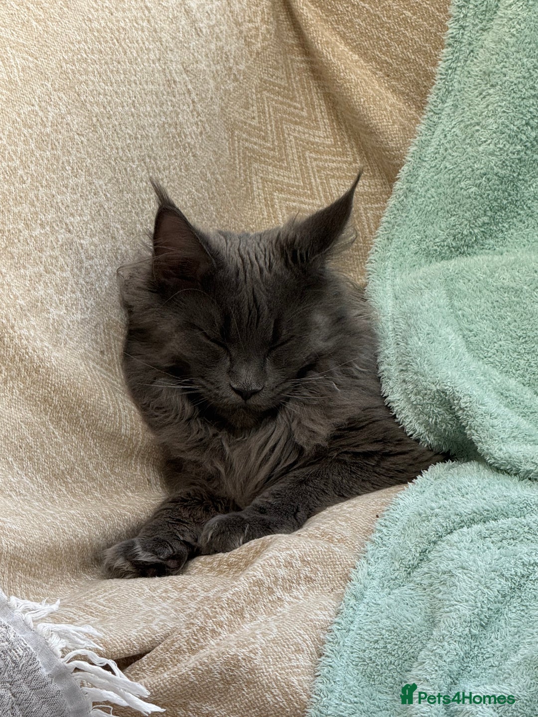 Maine Coon cats for sale: Female Blue  Mainecoon  - Advert 2