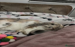 Mini Lop rabbits for sale: Looking for new home  - Advert 7