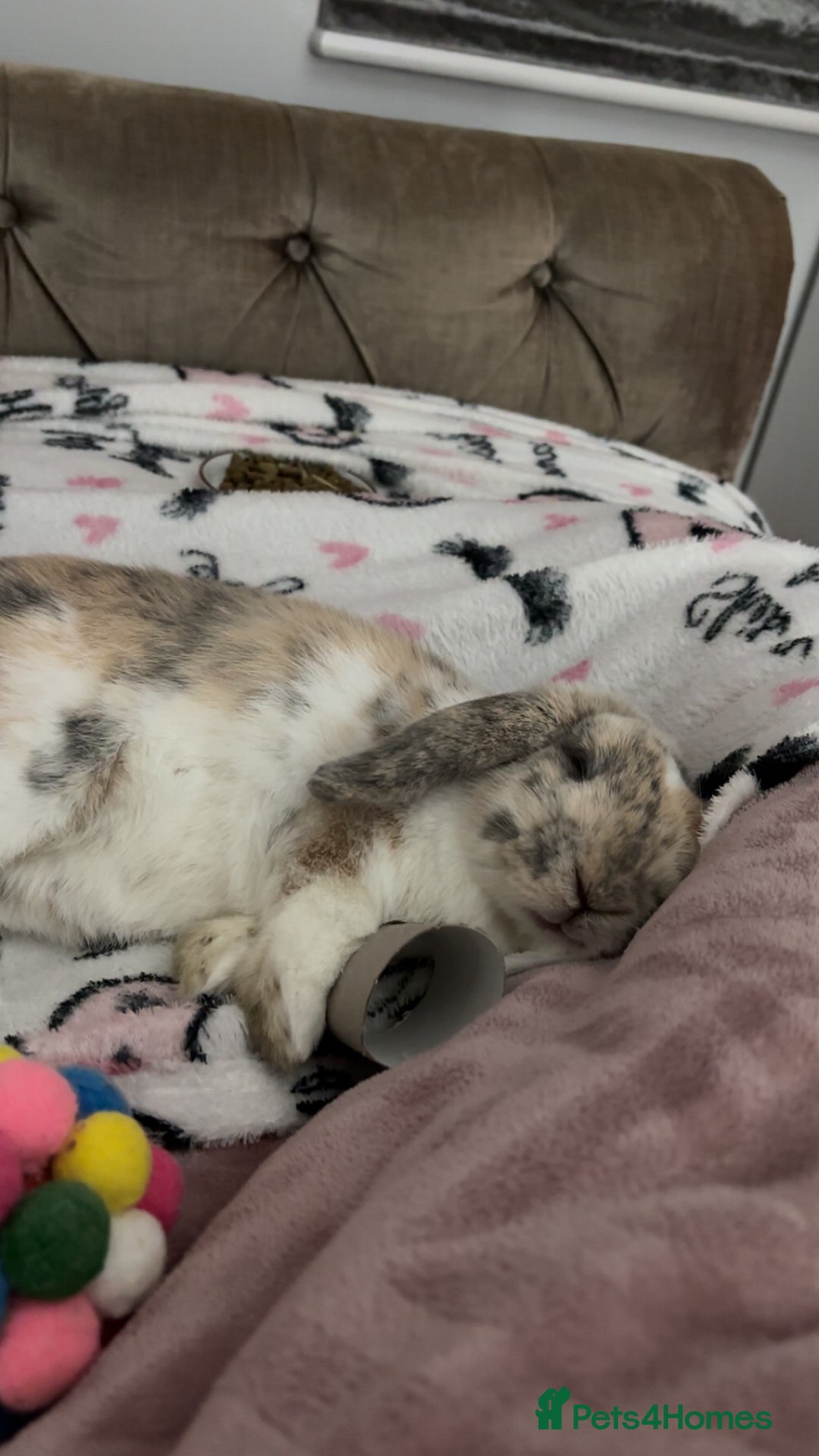 Mini Lop rabbits for sale: Looking for new home  - Advert 7