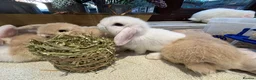 Mini Lop rabbits for sale: Mixed litter of beautiful Mini Lops  - Advert 4