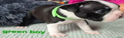 Boston Terrier dogs for sale: ⭐️KC registered beautiful Boston terrier puppies - Advert 35
