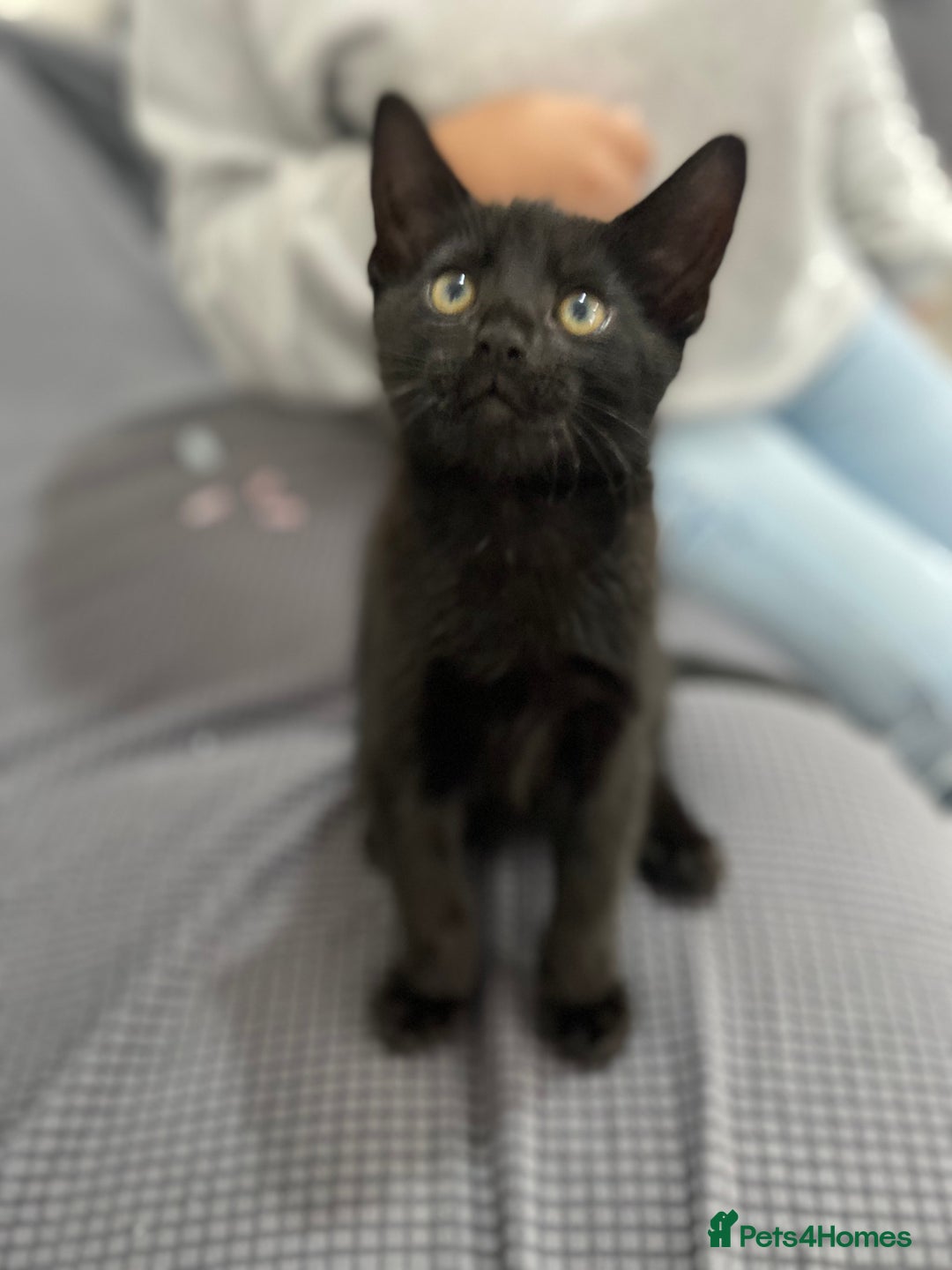 Mixed Breed cats for sale: 2 months old kittens  - Image 7