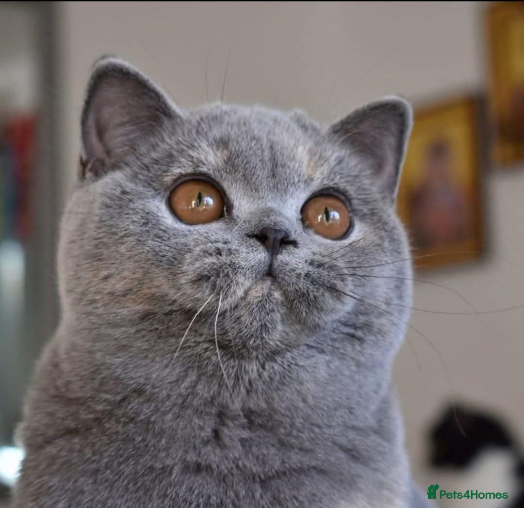 British Shorthair cats for sale: British Blue boy - Image 11