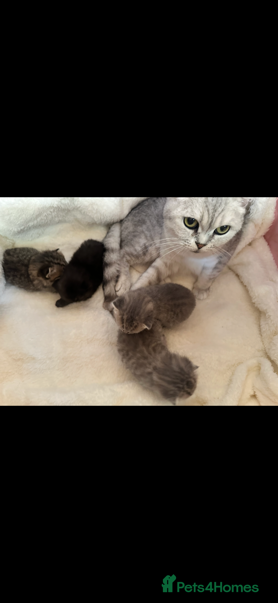 British Shorthair cats for sale: British shorthair kittens  - Image 4