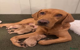 Labrador Retriever dogs for sale: Beautiful KC Fox Red Labrador puppies  - Advert 2