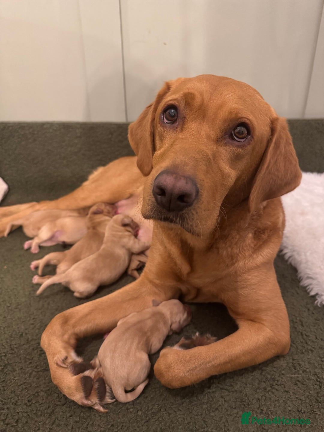 Labrador Retriever dogs for sale: Beautiful KC Fox Red Labrador puppies  - Advert 2