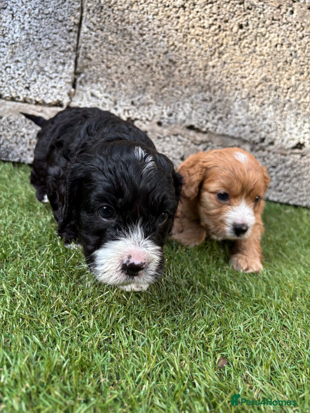 Cavapoo dogs for sale: Gorgeous male cavapoo puppies  - Image 8
