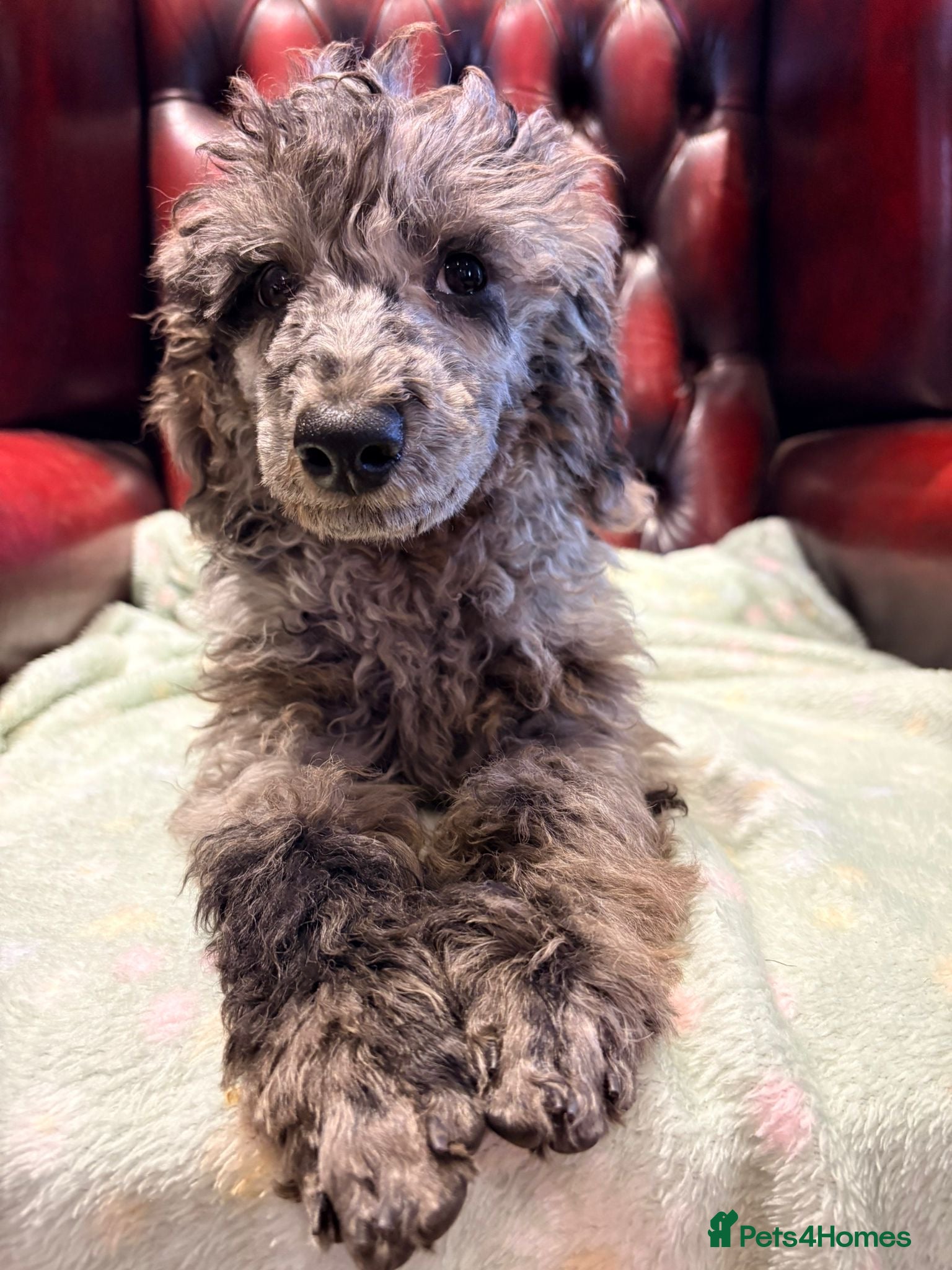 Toy Poodle dogs ❤️3 toy poodle puppies 🐶  - Advert 2