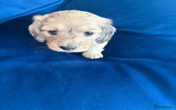 Dachshund dogs for sale: Miniature long haired dachshund pups KC registered - Image 7