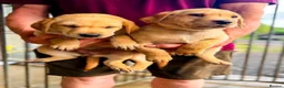 Labrador Retriever dogs for sale: KC Registered Labrador pups  - Advert 4